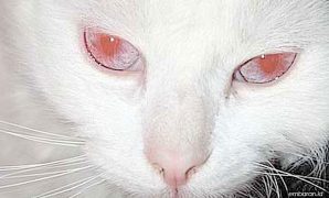Kucing Albino