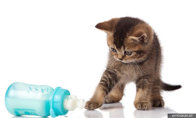 ֎ Perhatikan Nutrisi Makanan Anak Kucing Umur 1 Bulan, Simak Info