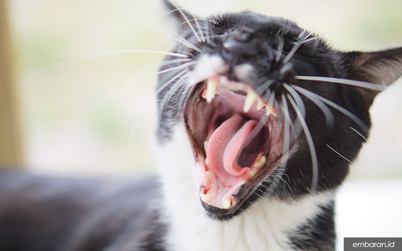 ֎ 12 Kiat & Cara Mengatasi Kucing Stres dengan Benar – Embaran.id