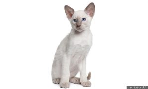 Kucing Jawa