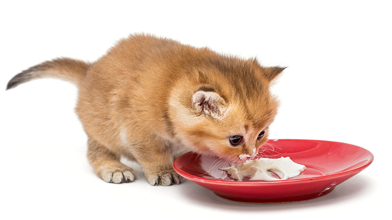֎ Kapan Anak Kucing mulai Makan dan Apa Makanan yang Tepat – Embaran.id