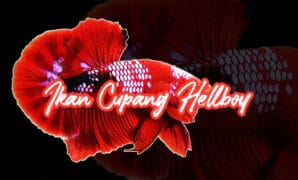 Ikan Cupang Hellboy