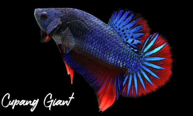 Gambar ikan cupang giant
