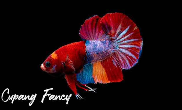 Gambar ikan cupang fancy