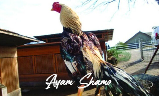 Gambar Ayam Shamo