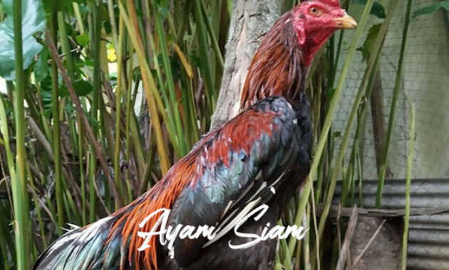 Gambar Ayam Siam