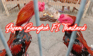 Ayam bangkok f1 asli thailand