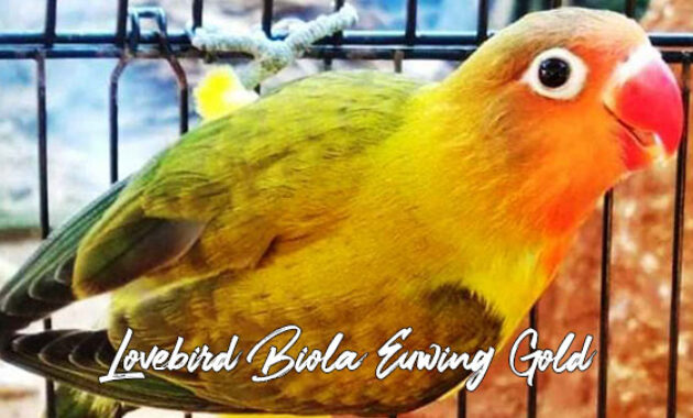 Gambar Lovebird Biola Euwing Gold