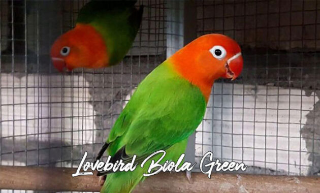 Gambar Lovebird Biola Green