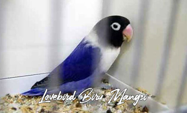 Gambar lovebird biru mangsi