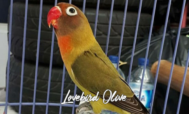 Gambar lovebird olive