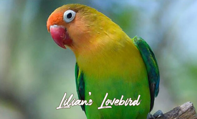 Gambar Lilian’s Lovebird