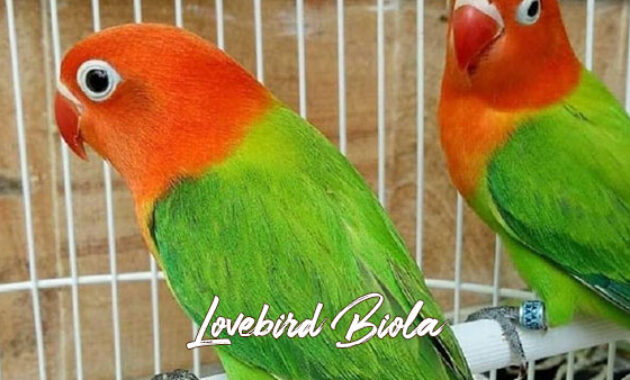 Gambar Lovebird Biola