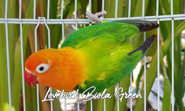 Gambar Lovebird Biola Green