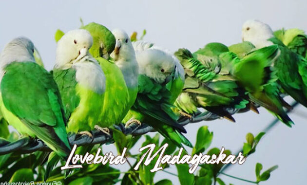 Gambar Lovebird Madagaskar