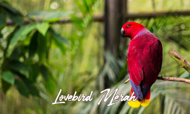 Gambar Lovebird Merah