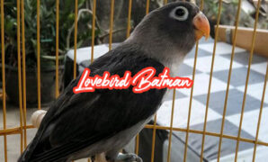 Gambar lovebird batman