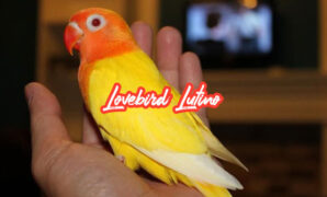Lovebird Lutino