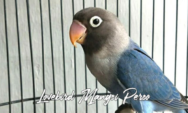 Lovebird Mangsi Perso
