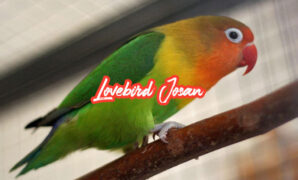 Lovebird Josan