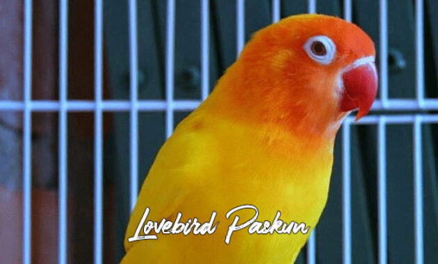 Lovebird Paskun