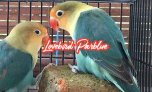 Lovebird parblue