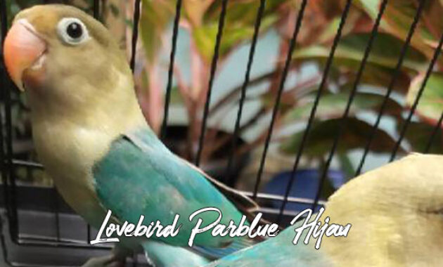 Lovebird parblue fischeri