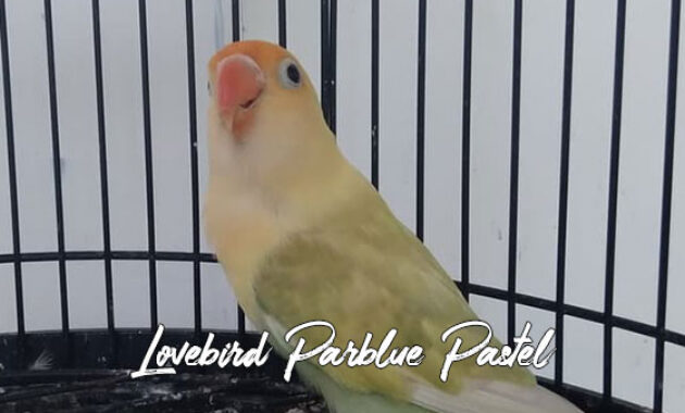 Lovebird parblue pastel