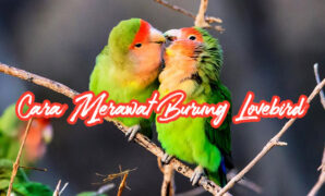 Cara Merawat Burung Lovebird