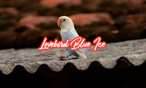 Lovebird Blue Ice